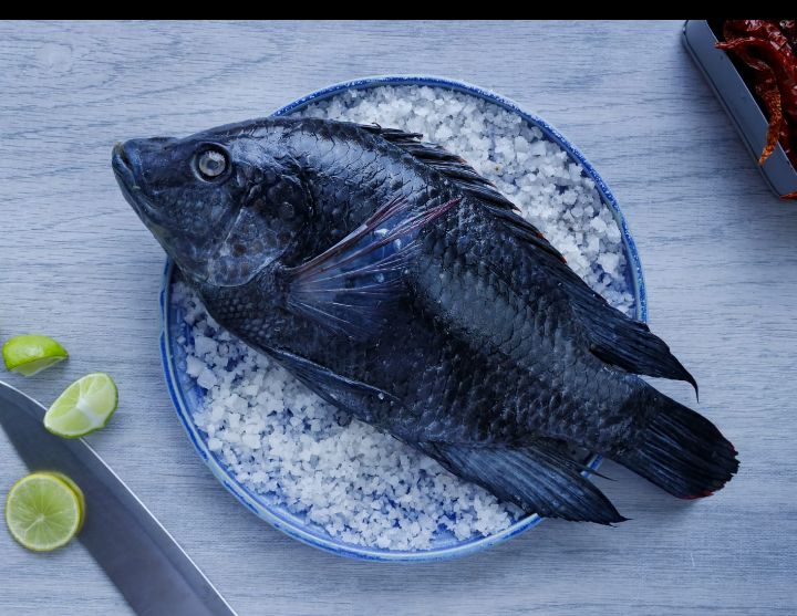 Tilapia (തിലാപിയ)